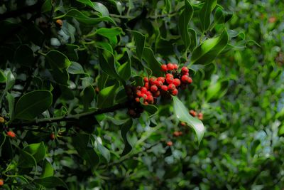 Close-up of berries growing on tree