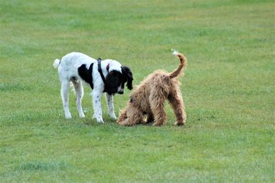 View of dogs on grassy field