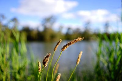 Close-up of stalks against blurred background