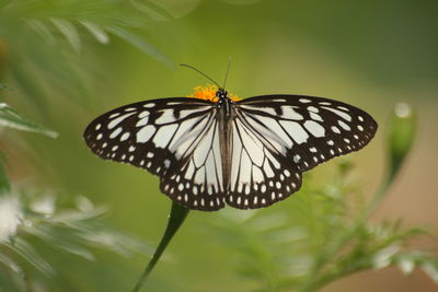 Close-up of butterfly on flower