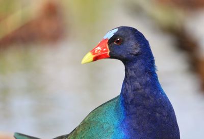 Close-up of a bird