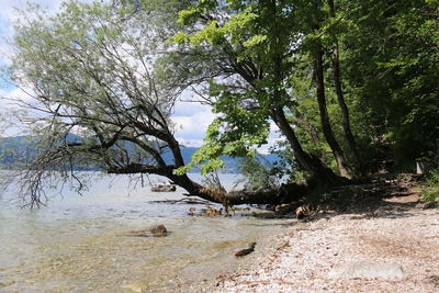 Trees by lake against sky in forest