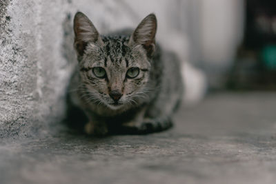 Close-up portrait of tabby cat on floor