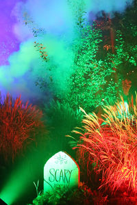 Close-up of illuminated plants against trees at night