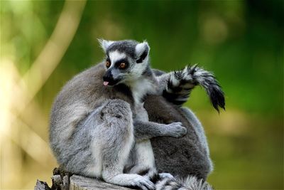 Close-up of lemurs