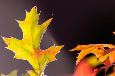 Close-up of yellow maple leaves on plant