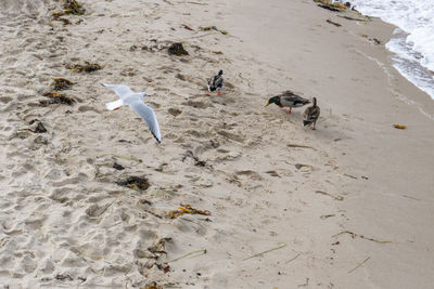 High angle view of seagulls on beach