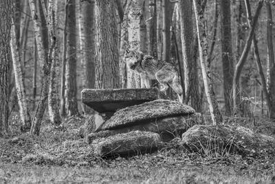 View of squirrel in forest