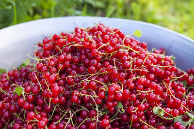 Close-up of red currants