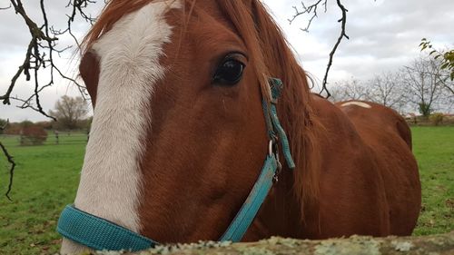 Close-up of a horse on field