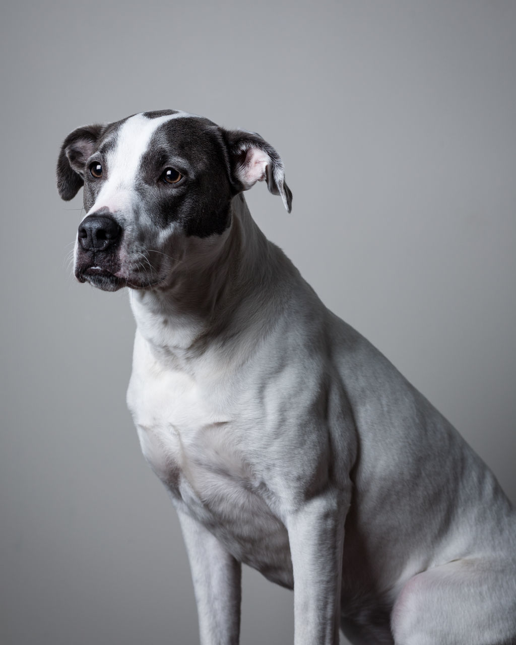 one animal, animal themes, dog, pets, domestic animals, mammal, portrait, looking at camera, copy space, close-up, indoors, animal head, pet collar, focus on foreground, front view, standing, no people, day, studio shot