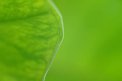 Macro shot of green leaf