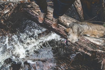 Low section of man standing with dog on log over flowing stream