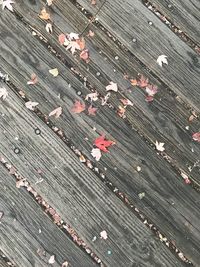 High angle view of leaves on pier in city