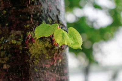 Close-up of fresh green leaves on tree trunk