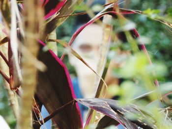 Close-up of insect on plant