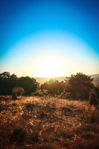 Scenic view of field against clear sky