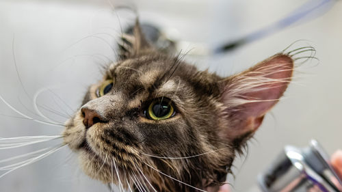 Cat washing and grooming close up getting professional service at pet salon by groomer