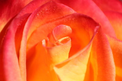 Macro shot of fresh flower