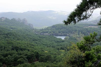 Scenic view of forest against sky