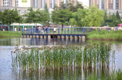 Grass growth in water