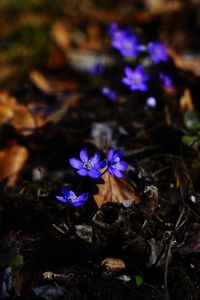 Close-up of purple crocus flowers on field