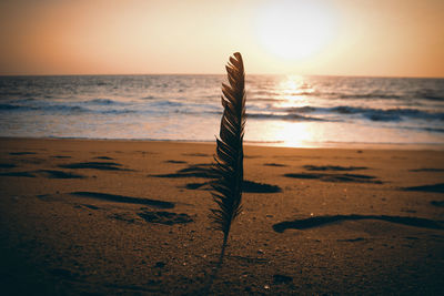 Tree on beach against sky during sunset