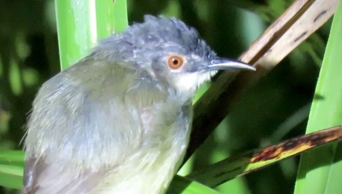 bird
