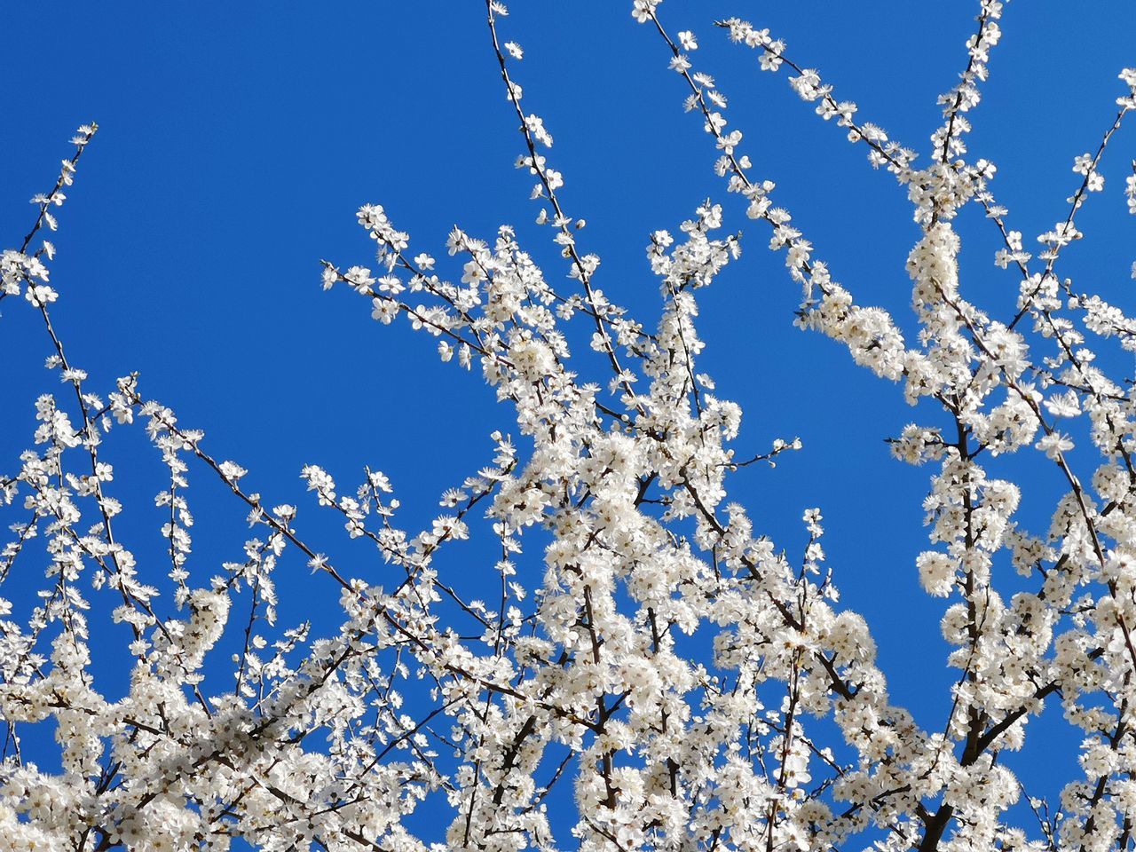 LOW ANGLE VIEW OF CHERRY BLOSSOMS AGAINST CLEAR BLUE SKY