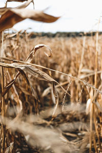 Close-up of dry plant on field