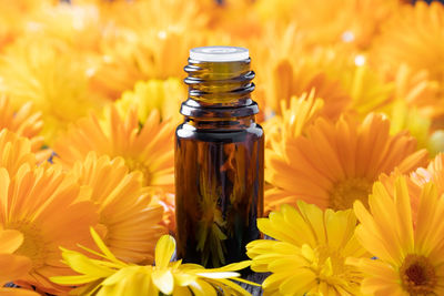 Close-up of yellow flowering plant in jar