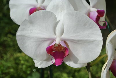 Close-up of white flower blooming outdoors