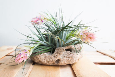 Close-up of pink flowering plant on table