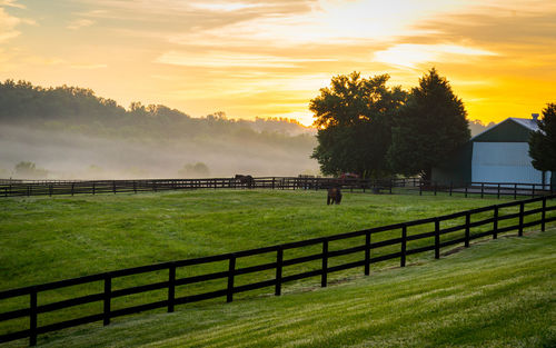 Scenic view of paddock against sky during sunset