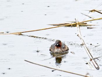 High angle view of crab in lake during winter