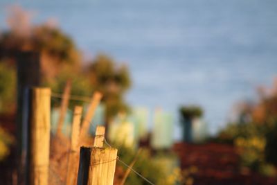Close-up of potted plant against wooden fence