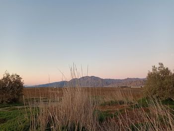 Scenic view of field against clear sky during sunset