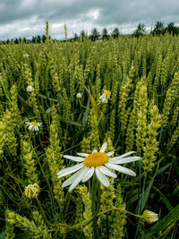 plant