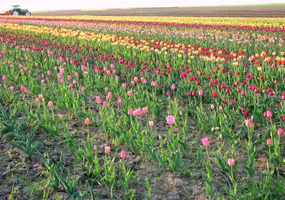 View of poppies growing in field