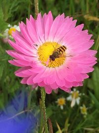 Close-up of bee pollinating on pink flower