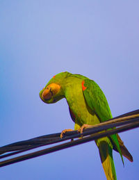 Low angle view of parrot perching on leaf against sky