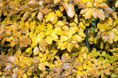 High angle view of yellow flowering plants