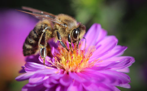 Close-up of bee pollinating on pink flower