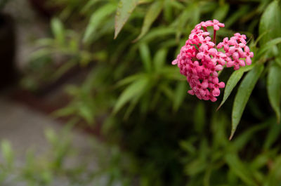 Close-up of pink flowering plant