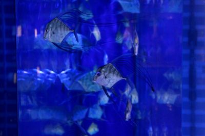 Close-up of fish in aquarium