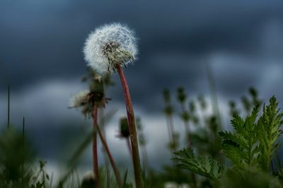 Close-up of dandelion
