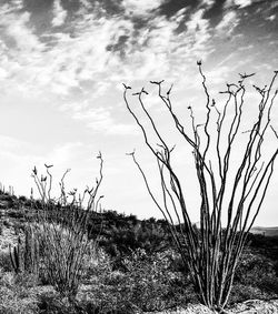 Bare tree on landscape against sky