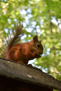 Low angle view of squirrel on tree