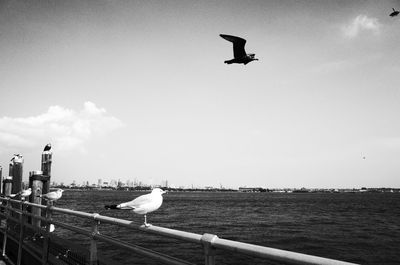 Seagull flying in the sky