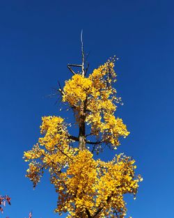 Low angle view of yellow flowering tree against blue sky